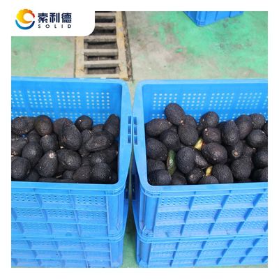 500KG/H 냉압 아보카도 오일 추출 라인